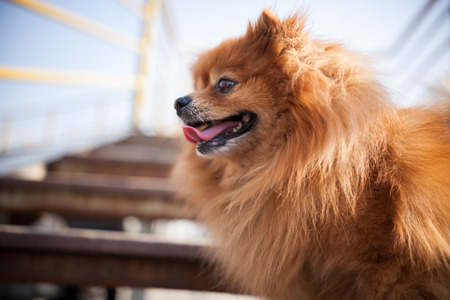 Pet dogの写真素材
