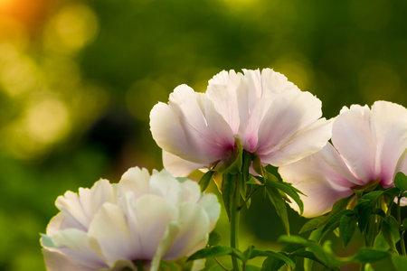Peony, in the park at sunset shotの写真素材