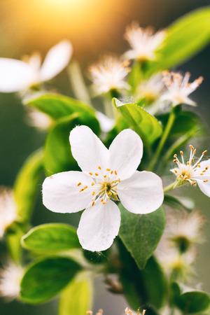 The spring shoot white flowers, sunsetの写真素材