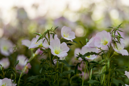 Wild flowers, shot in the parkの写真素材