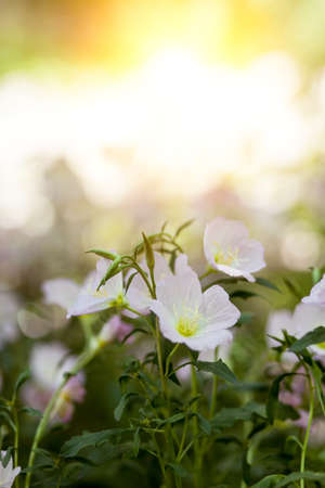 Wild flowers, shot in the parkの写真素材