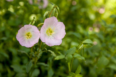 Wild flowers, shot in the park