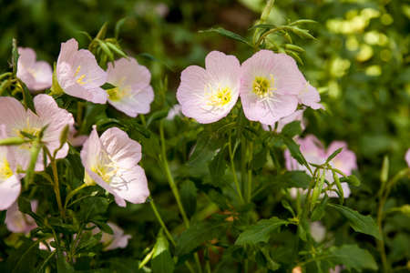 Wild flowers, shot in the parkの写真素材