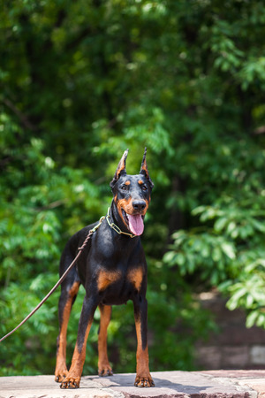 The Doberman Pinscher, a good guard dogs, this is an adult female dog
の写真素材