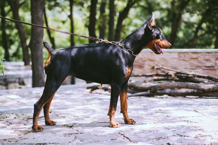 The Doberman Pinscher, a good guard dogs, this is an adult female dogの写真素材