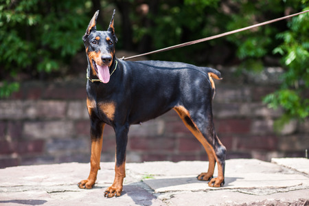 The Doberman Pinscher, a good guard dogs, this is an adult female dog
の写真素材