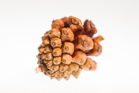 Pine nuts, put on a white backgroundの写真素材