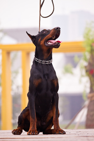 The Doberman Pinscher, a guard dogの写真素材