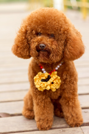 A brown poodle, in the parkの写真素材