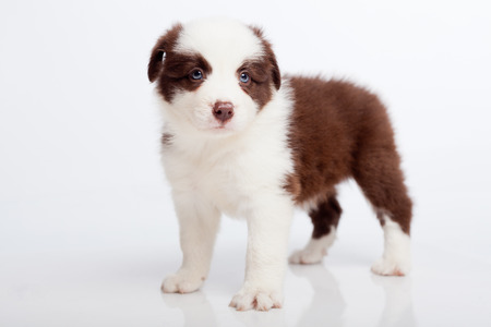 Border collie puppy, on a white backgroundの写真素材