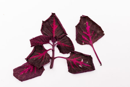 A sere leaf, put on a white backgroundの写真素材