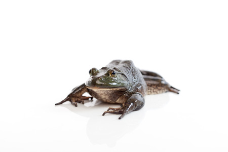 A wild bullfrog, lying on the white background paperの写真素材