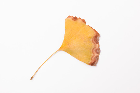 A sere leaf, put on a white backgroundの写真素材