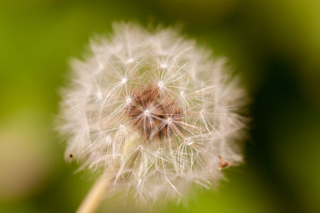 Macro shots of dandelions in the spring