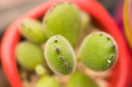 Succulents, popular office plantの写真素材