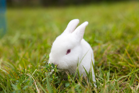 The little white rabbitの写真素材