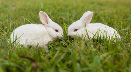 The little white rabbit