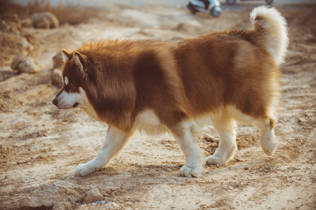 Alaska dog, red and white hairの写真素材