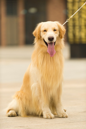 Golden Retrieverの写真素材