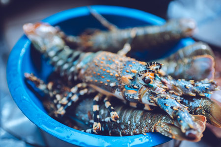 Australian lobster, a delicious seafoodの写真素材
