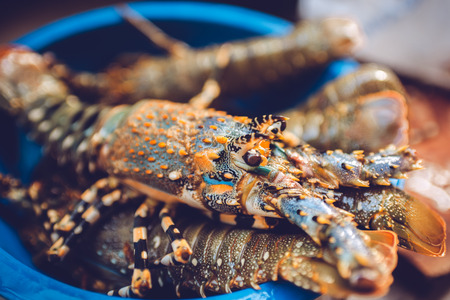 Australian lobster, a delicious seafoodの写真素材
