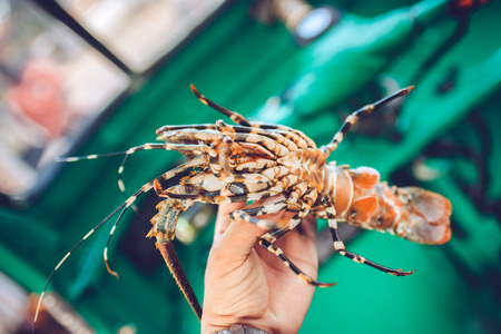 Australian lobster, a delicious seafoodの写真素材