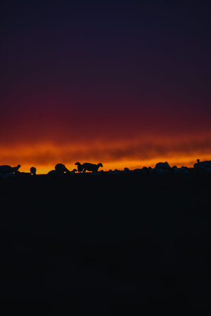Shooting goats under the setting sun, Inner Mongolia, Chinaの写真素材