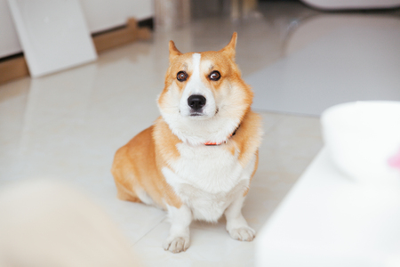 Close up view of a dog in the living hallの写真素材