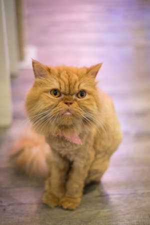 Staring cat on the wooden floorの写真素材