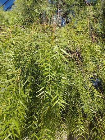 Willow branches with green leaves in the garden. High quality photo