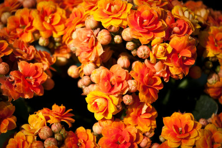 flower carpetの写真素材