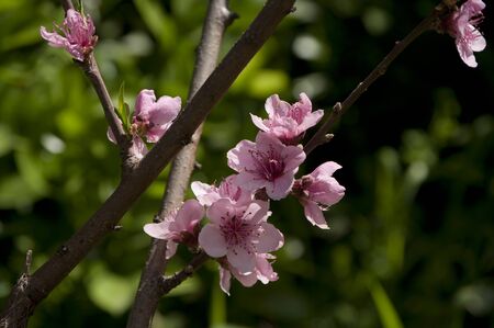 Peach flowersの写真素材