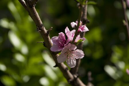 Peach flowersの写真素材