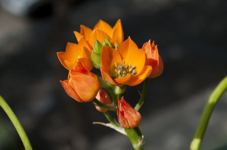 ornithogalumの写真素材