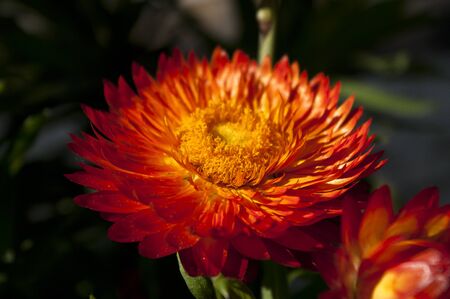 Paper flowerの写真素材