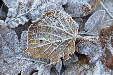Frost covered leaves of trees on the ground in the snowy winter.の写真素材