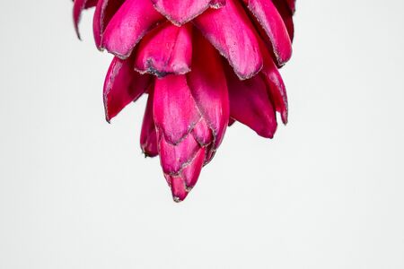 Beautiful tropical red ginger (Alpinia purpurat) flower on isolate white background.の写真素材