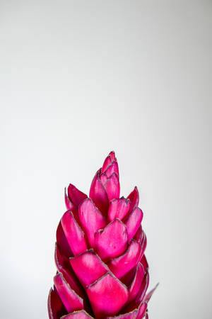 Beautiful tropical red ginger (Alpinia purpurat) flower on isolate white background.の写真素材