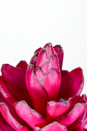 Beautiful tropical red ginger (Alpinia purpurat) flower on isolate white background.の写真素材