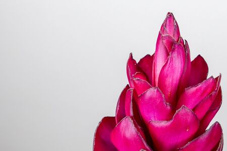 Beautiful tropical red ginger (Alpinia purpurat) flower on isolate white background.の写真素材