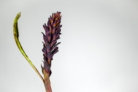Dried dead tropical red ginger (Alpinia purpurat) flower on isolate white background. Close up.の写真素材