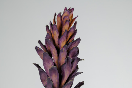 Dried dead tropical red ginger (Alpinia purpurat) flower on isolate white background. Close up.の写真素材