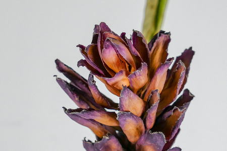 Dried dead tropical red ginger (Alpinia purpurat) flower on isolate white background. Close up.の写真素材