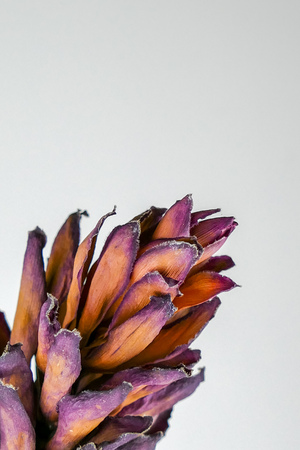 Dried dead tropical red ginger (Alpinia purpurat) flower on isolate white background. Close up.の写真素材