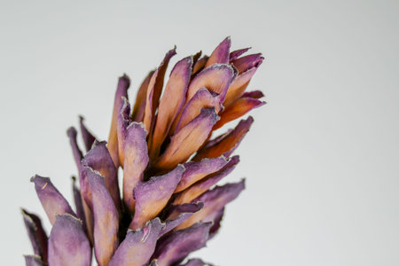 Dried dead tropical red ginger (Alpinia purpurat) flower on isolate white background. Close up.の写真素材
