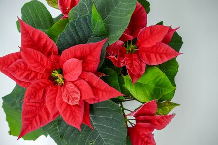The poinsettia (Euphorbia pulcherrima) or Christmas Star isolated on white background. Close-up.の写真素材
