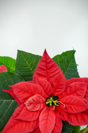 The poinsettia (Euphorbia pulcherrima) or Christmas Star isolated on white background. Close-up.の写真素材