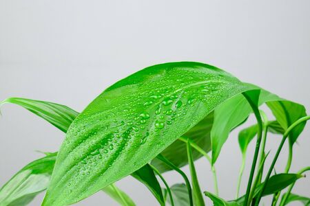 Houseplant - Spathiphyllum floribundum (Peace Lily). Water droplets on the green leaves with selective focus.の写真素材