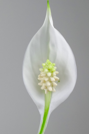 Houseplant - Spathiphyllum floribundum (Peace Lily). White Flower on the background of green leaves with selective focus.の写真素材