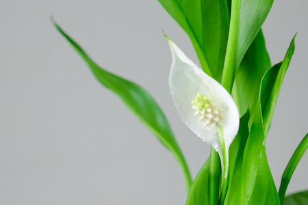 Houseplant - Spathiphyllum floribundum (Peace Lily). White Flower on the background of green leaves with selective focus.の写真素材